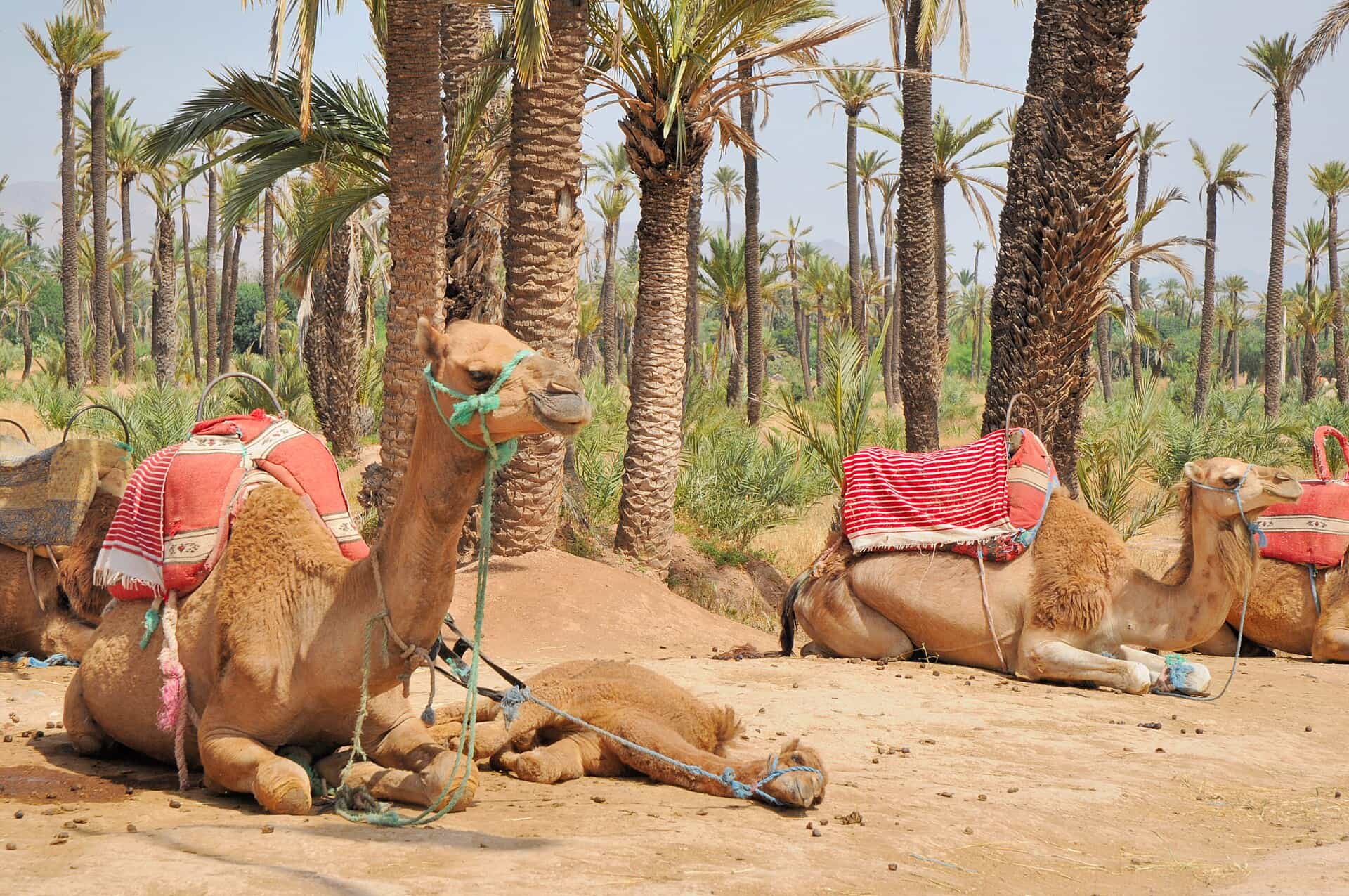 منظر حي النخيل في مراكش